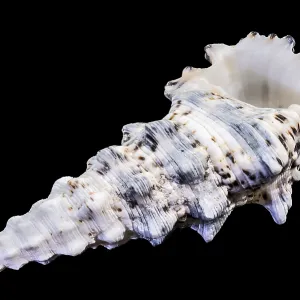 Hexaplex Trunculus Murex Shell Print Hexaplex Trunculus Murex Shell Print