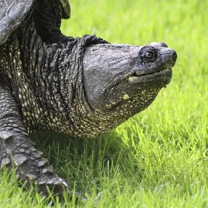 A huge snapping turtle in the grass Print, Minnesota, USA A huge snapping turtle in the grass Print, Minnesota, USA