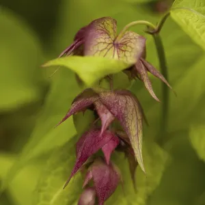 Leycesteria formosa Print Leycesteria formosa Print