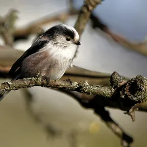 Long-tailed Tit in a Tree Print Long-tailed Tit in a Tree Print