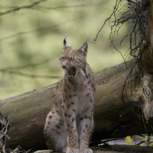Un gatto selvatico è seduto su un tronco di albero nella foresta.