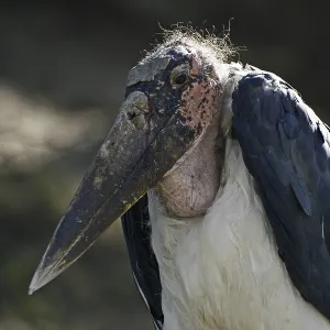 Marabou Stork Print