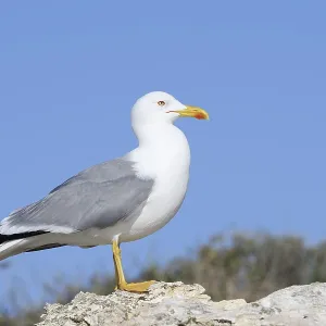 Mediterranean Gull Print, Algarve, Portugal