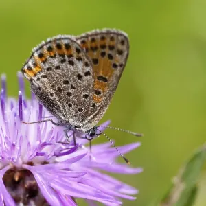 Mariposa, pequeña mariposa, Lycaena phlaeas.
