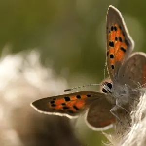 Mariposa, pequeña mariposa, Lycaena phlaeas.