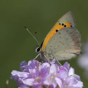 Mariposa, pequeña mariposa, Lycaena phlaeas.