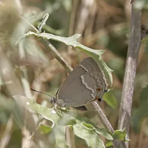Neozephyrus quercus Print, Blue Oaktip Elder Butterfly Neozephyrus quercus Print, Blue Oaktip Elder Butterfly