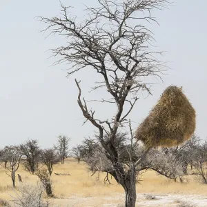 Sociable Weaver Nesting Colony Print, Etosha National Park Sociable Weaver Nesting Colony Print, Etosha National Park