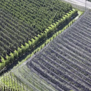 Orchard