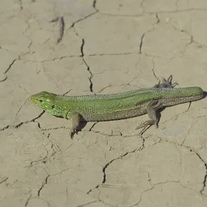 Sand Lizard Print - Lacertid Species on Dry Ground Sand Lizard Print - Lacertid Species on Dry Ground