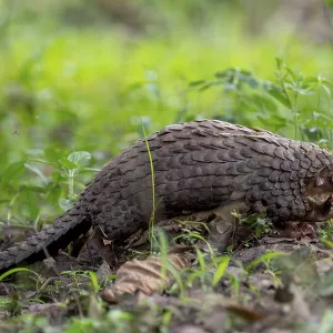 White-bellied Pangolin Print, Uganda White-bellied Pangolin Print, Uganda