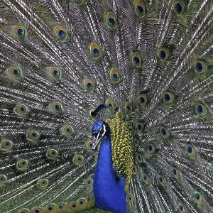 Peacock Print - Vibrant Plumage