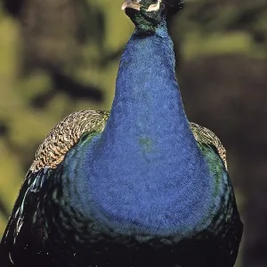 Peacock Print - Vibrant Plumage Peacock Print - Vibrant Plumage