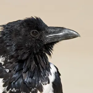 Pied Crow Print, Namibia