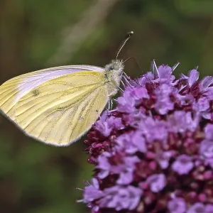 Pieris napi Print - Rapeseed White Butterfly