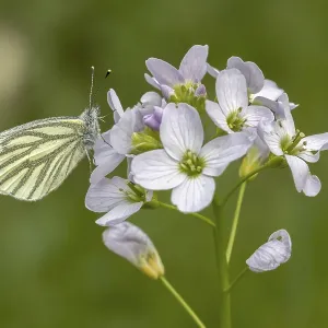 Pieris napi Print - Green-veined White Butterfly on Cardamine pratensis