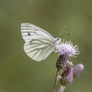 Pieris napi Print: Green-veined White on Thistle