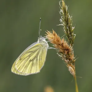 Green-veined White Butterfly Print (2nd Generation)