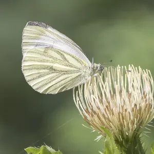 Green-veined White Butterfly Print