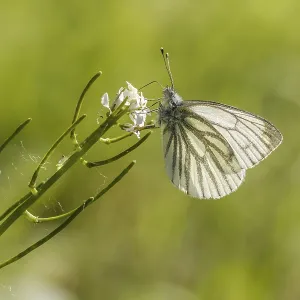 Pieris napi Green-veined White Butterfly Print