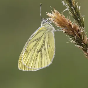 Green-veined White Butterfly Print (2nd Generation)