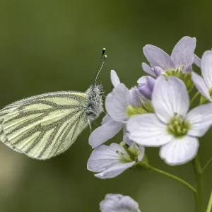 Pieris napi Print - Green-veined White Butterfly on Cardamine pratensis