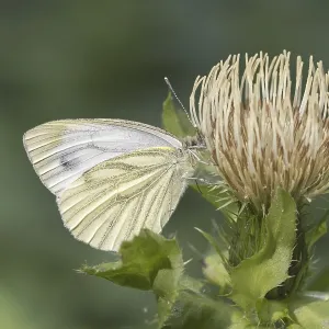 Pieris napi Print - Green-veined White Butterfly