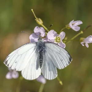 Pieris napi Print - Green-veined White Butterfly