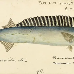 S Collection: Snake Mackerel