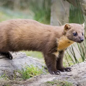 Pine Marten Captive Print Pine Marten Captive Print