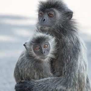 Tufted Gray Langur