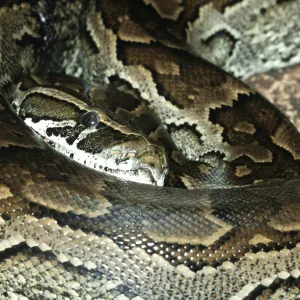 African Rock Python Print (Python sebae) African Rock Python Print (Python sebae)