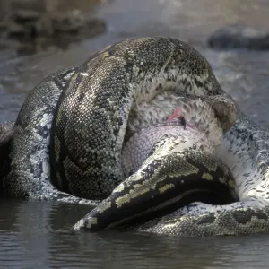 African Rock Python constricting Print African Rock Python constricting Print