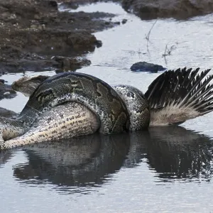 African Rock Python (Python sebae) constricting White Pelican Print African Rock Python (Python sebae) constricting White Pelican Print