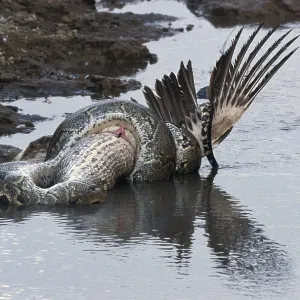 African Rock Python (Python sebae) constricting White Pelican Print African Rock Python (Python sebae) constricting White Pelican Print