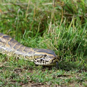 African Rock Python Print, Masai Mara National Reserve African Rock Python Print, Masai Mara National Reserve
