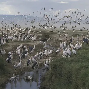 African Rock Python Print: Snake Swallows Pelican African Rock Python Print: Snake Swallows Pelican