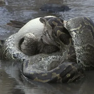 African Rock Python Print: Swallowing a White Pelican African Rock Python Print: Swallowing a White Pelican