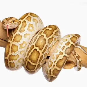 Burmese Python Print - Dark Tiger Python Coiled Burmese Python Print - Dark Tiger Python Coiled