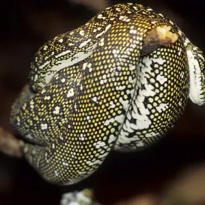Diamond python (Morelia spilotes spilotes) Print Diamond python (Morelia spilotes spilotes) Print