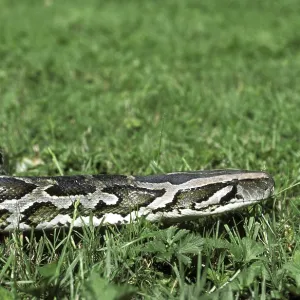 Indian Python Print (Python molurus) Indian Python Print (Python molurus)