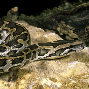 Indian Python Print - Python molurus Indian Python Print - Python molurus