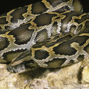 Indian Python Print - Adult on Rock Indian Python Print - Adult on Rock
