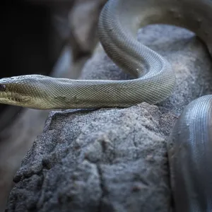Olive Python Print - Northern Territory, Australia