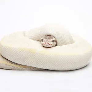 Opal Diamond Ball Python Print Opal Diamond Ball Python Print