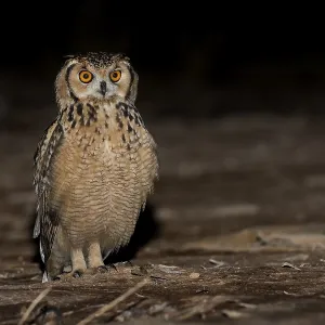 Pharaoh Eagle-Owl Print, Eilat Israel Pharaoh Eagle-Owl Print, Eilat Israel