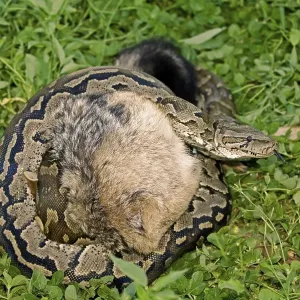 Python Strangling Young Jackal Print Python Strangling Young Jackal Print