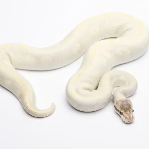 Opal Diamond Royal Python Print Opal Diamond Royal Python Print