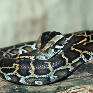 Young Indian Burmese Python Print Young Indian Burmese Python Print