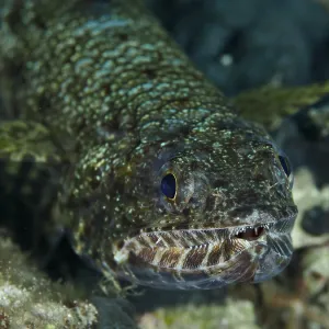 Reef Lizardfish Print Reef Lizardfish Print